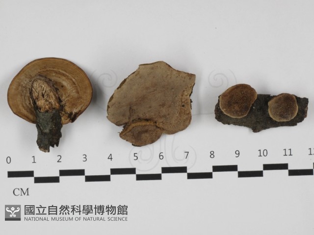 登錄號:F0032387藏品圖，第1張