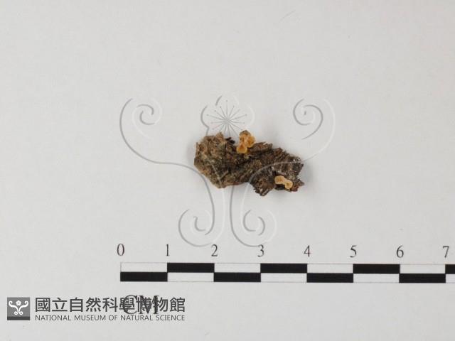 登錄號:F0025387藏品圖，第1張