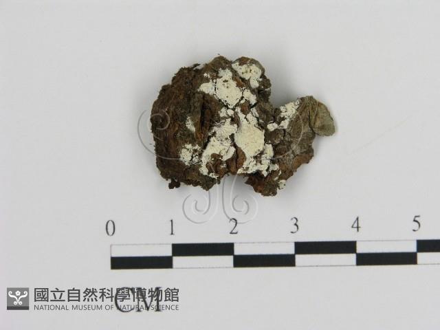 冇骨消絲齒菌藏品圖，第1張