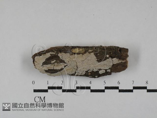 刺皮菌屬藏品圖，第1張