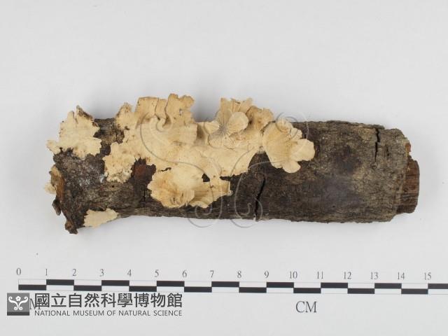 雲芝藏品圖，第1張