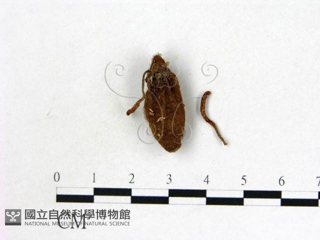 登錄號:F0019387藏品圖，第1張