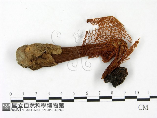 登錄號:F0023387藏品圖，第1張