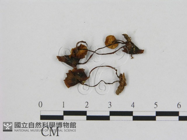 小菇屬藏品圖，第1張