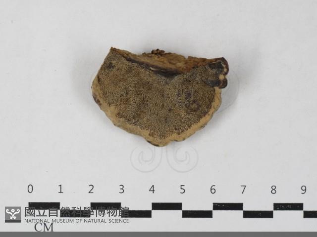 登錄號:F0033387藏品圖，第1張