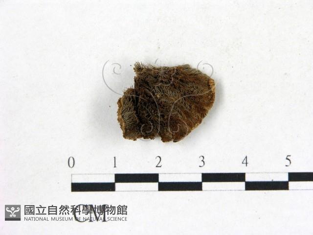 登錄號:F0008037藏品圖，第1張