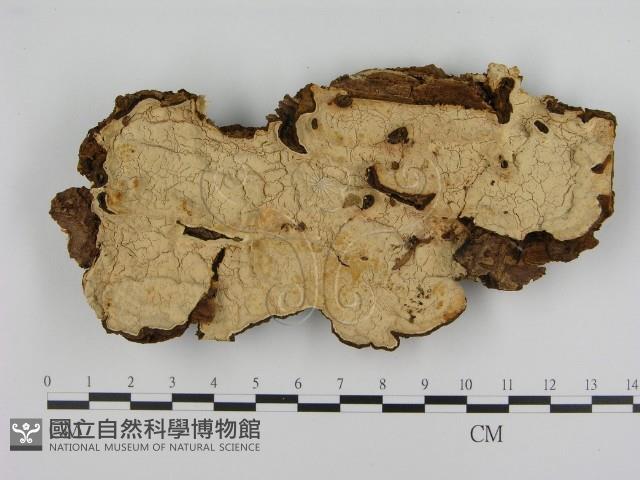 登錄號:F0008225藏品圖，第1張