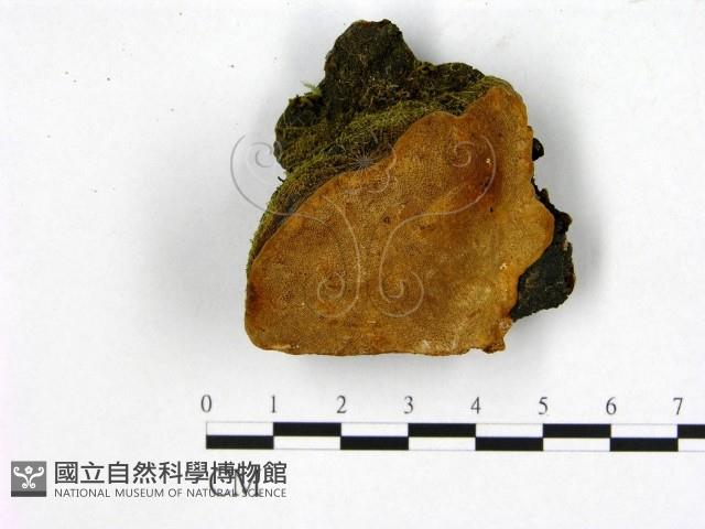 登錄號:F0006225藏品圖，第1張