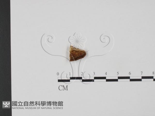 登錄號:F0007225藏品圖，第1張