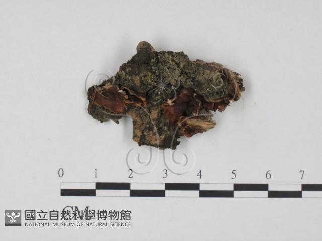 登錄號:F0015225藏品圖，第1張