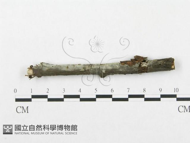 登錄號:F0009225藏品圖，第1張