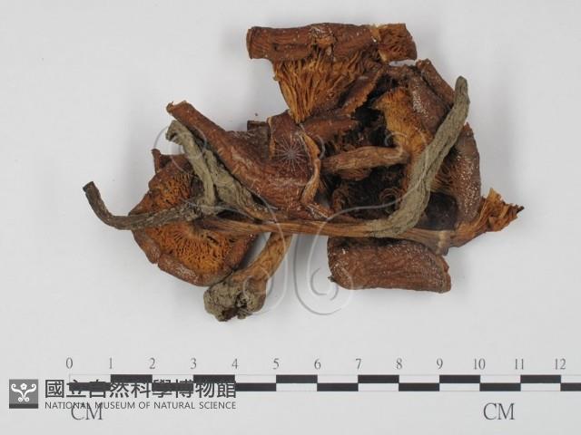 登錄號:F0008425藏品圖，第1張