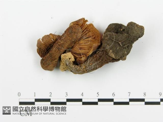 登錄號:F0009425藏品圖，第1張