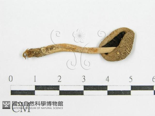 鬼傘屬藏品圖，第1張