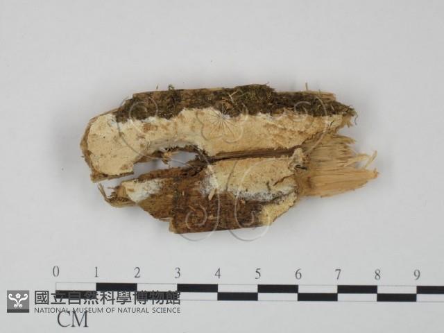 登錄號:F0009525藏品圖，第1張