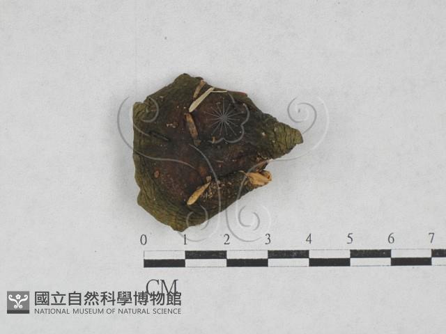 紅菇屬藏品圖，第1張