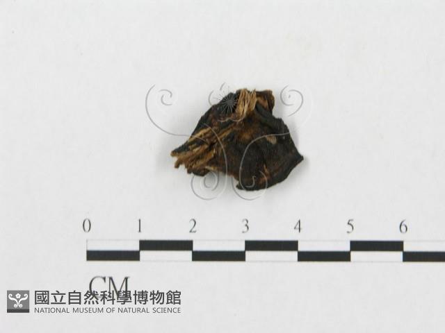 Accession Number:F0008125 Collection Image, Figure 1, Total 4 Figures