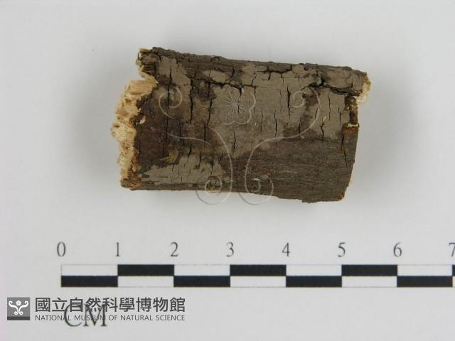 登錄號:F0000125藏品圖，第1張