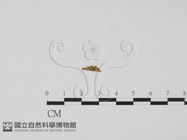 登錄號:F0001125藏品圖，第1張
