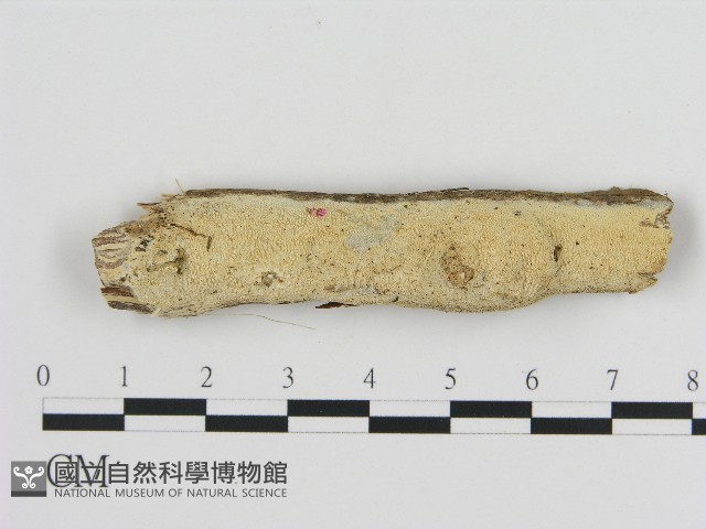 登錄號:F0004125藏品圖，第1張