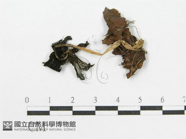 登錄號:F0017125藏品圖，第1張
