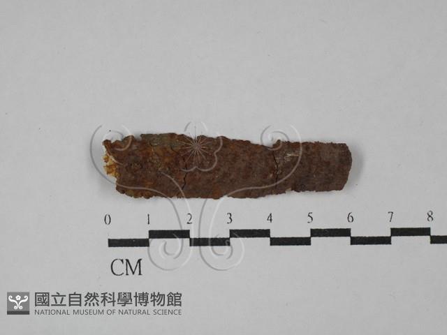 刺革菌屬藏品圖，第1張