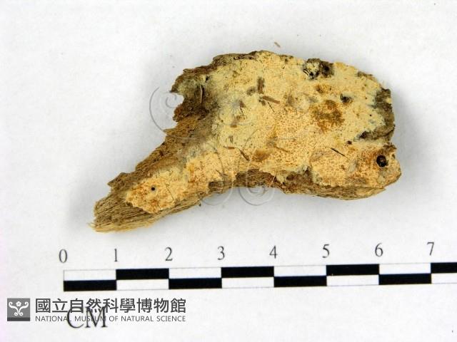 登錄號:F0003125藏品圖，第1張