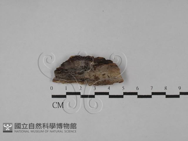 登錄號:F0028025藏品圖，第1張