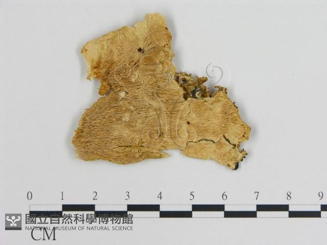 登錄號:F0008025藏品圖，第1張