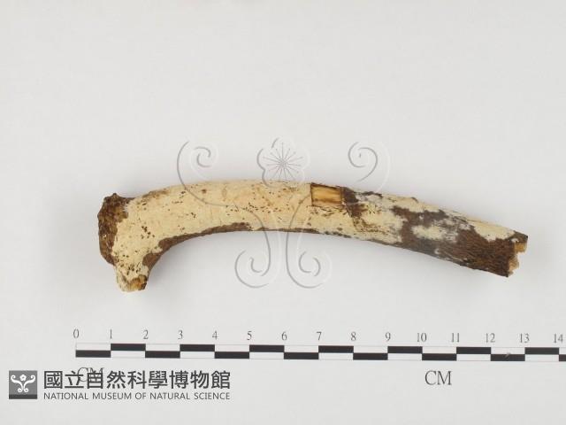 冇骨消絲齒菌藏品圖，第1張
