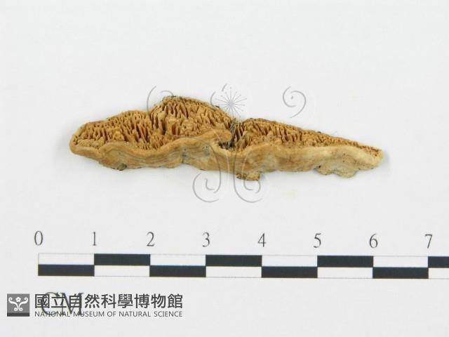 登錄號:F0006025藏品圖，第1張