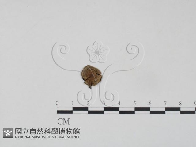 登錄號:F0016025藏品圖，第1張