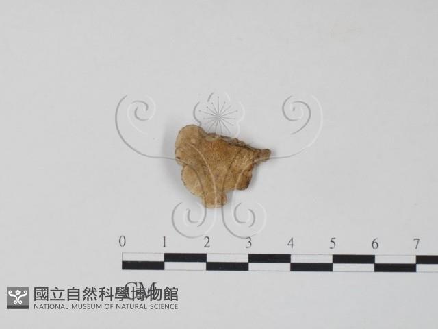 栓菌屬藏品圖，第1張