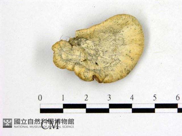 登錄號:F0007025藏品圖，第1張