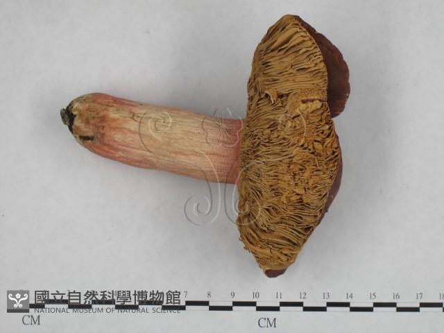 登錄號:F0017025藏品圖，第1張