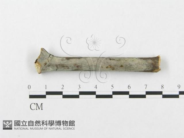 登錄號:F0005025藏品圖，第1張