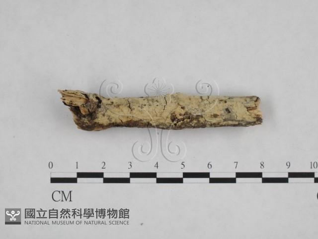 登錄號:F0009025藏品圖，第1張