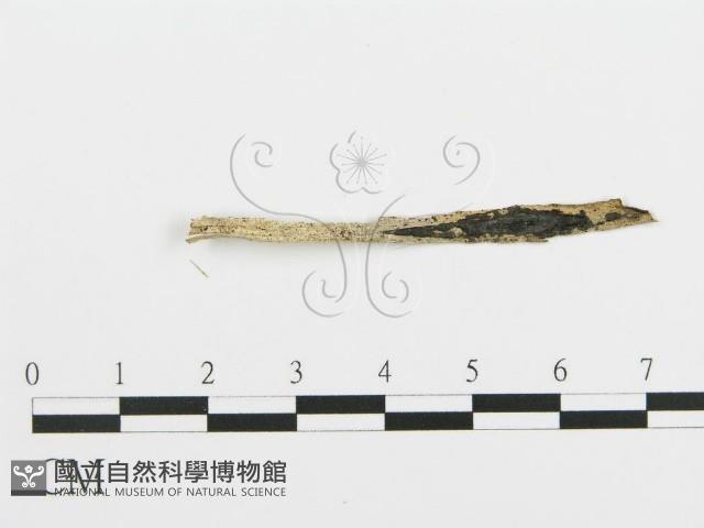 登錄號:F0003025藏品圖，第1張