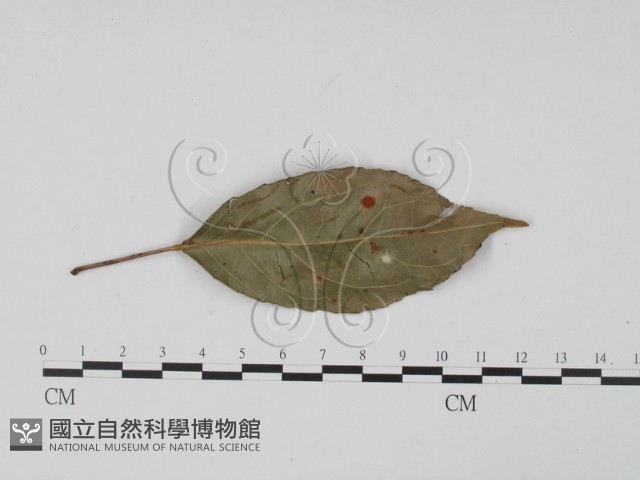 登錄號:F0008325藏品圖，第1張