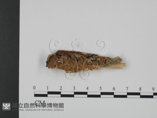 登錄號:F0007325藏品圖，第1張