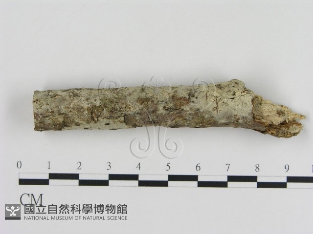 登錄號:F0005325藏品圖，第1張