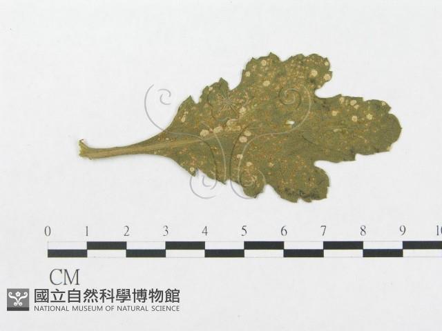 登錄號:F0009325藏品圖，第1張