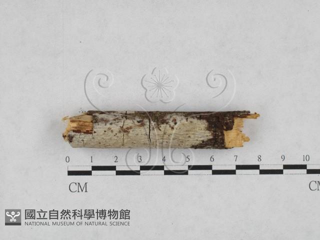登錄號:F0028205藏品圖，第1張