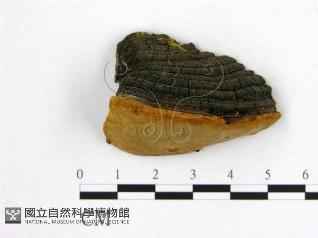 登錄號:F0006205藏品圖，第1張