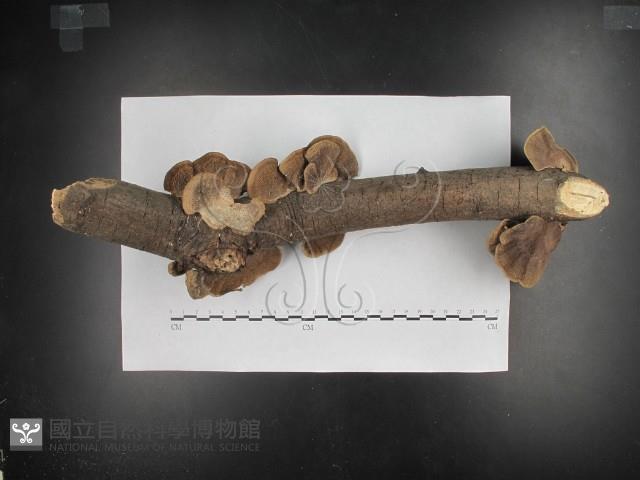 登錄號:F0016205藏品圖，第1張