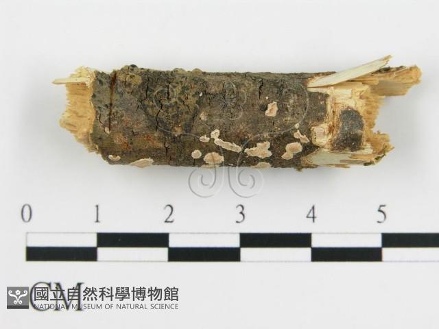 登錄號:F0001205藏品圖，第1張