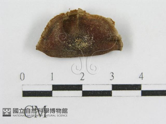登錄號:F0011205藏品圖，第1張