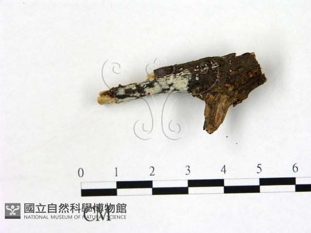 刺皮菌屬藏品圖，第1張