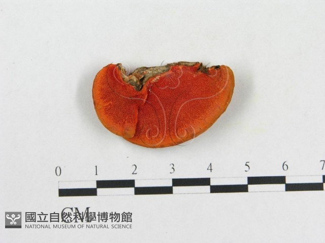 血紅密孔菌藏品圖，第1張