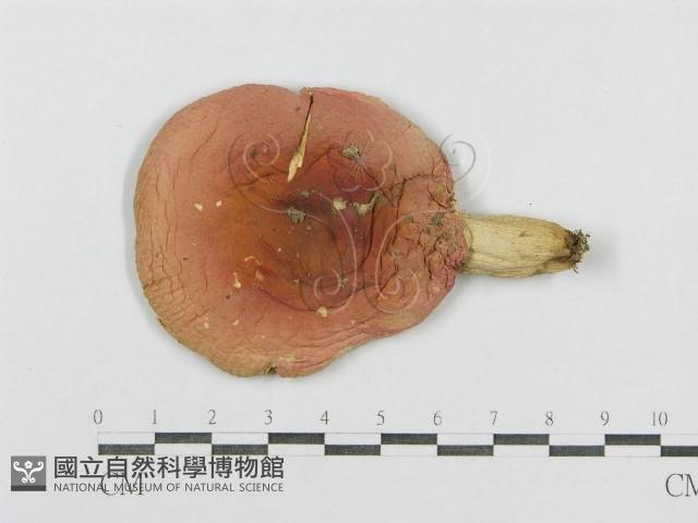 登錄號:F0002205藏品圖，第1張